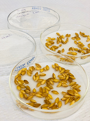 Petri dishes with germinating barley