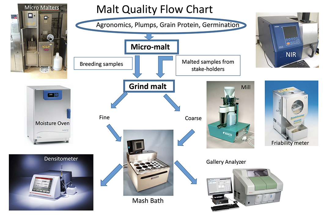 Malt Quality Flow Chart