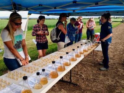 Field day wort tasting. We were so excited to showcase hot steeps of 12 different varieties right next to where they grew in the field!