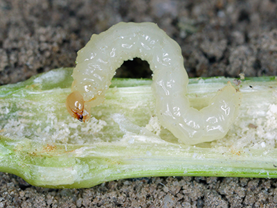 sawfly larva