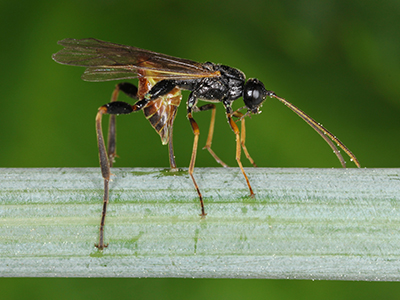 stem sawfly