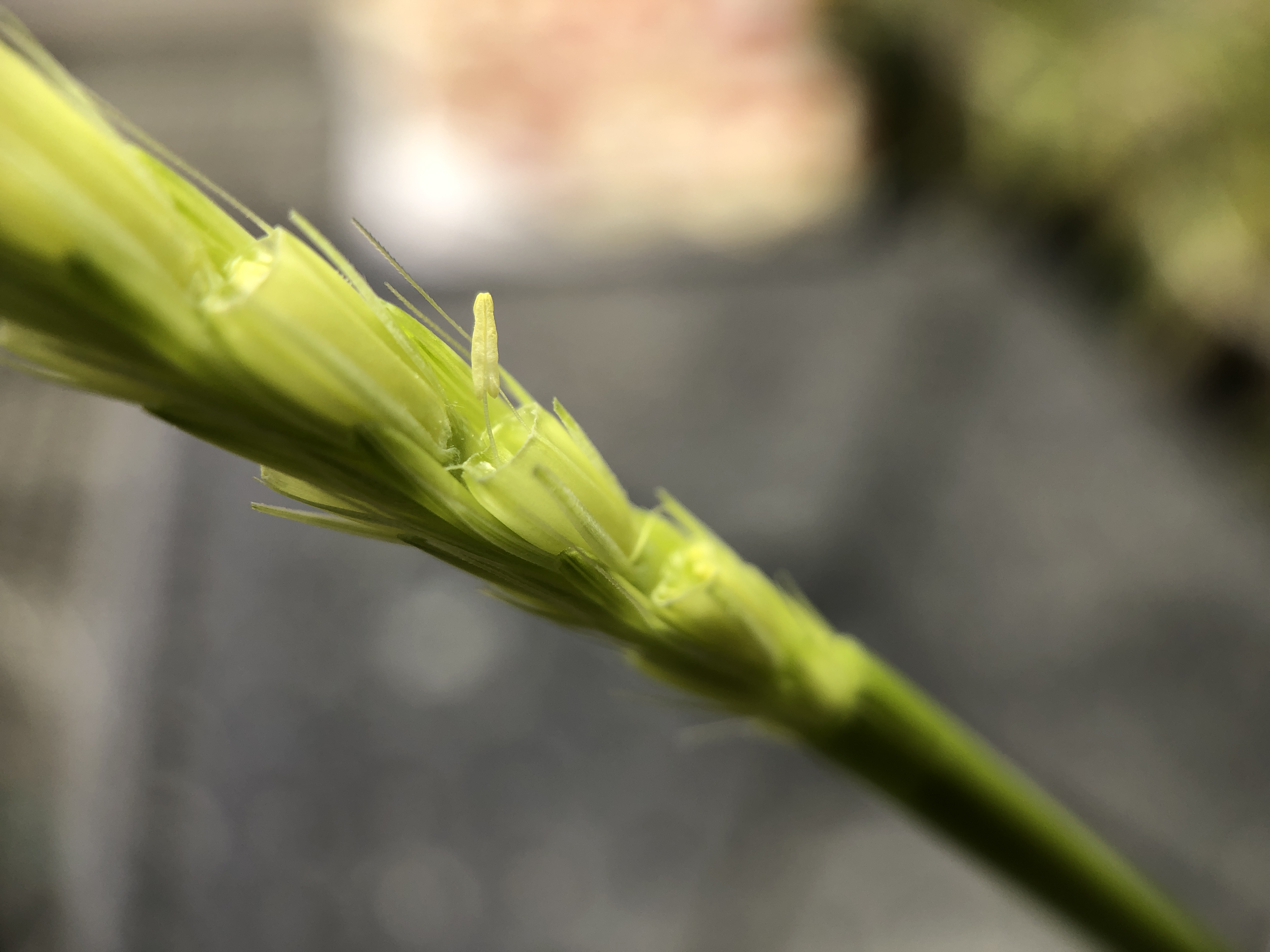 Barley flowering