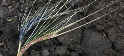 Colorful barleys highlight some of the unique variation found in our heirloom study.