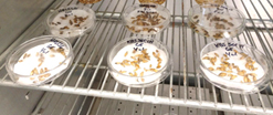 barley in germination petri dishes