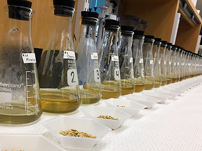 wort samples for sensory analysis