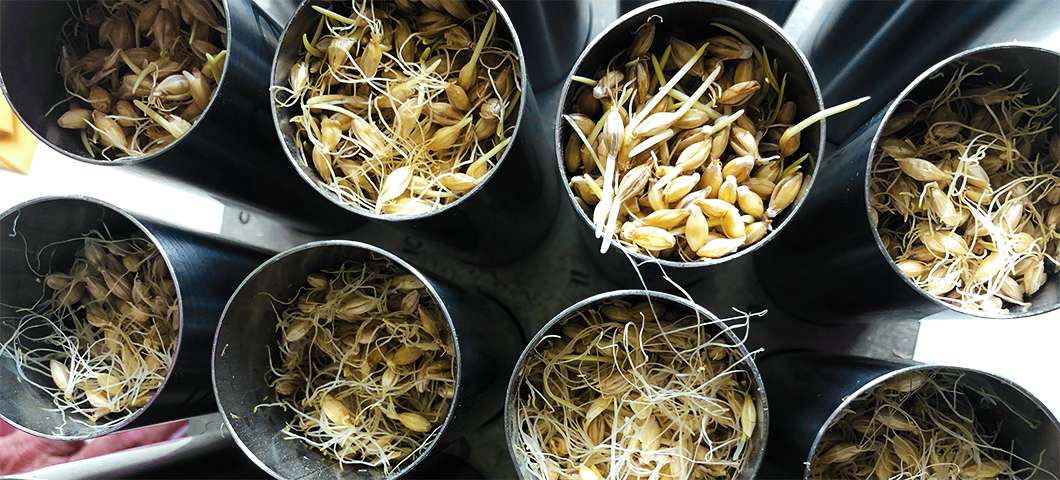 Malt research trial - varied barleys treated with GA and varied germination time