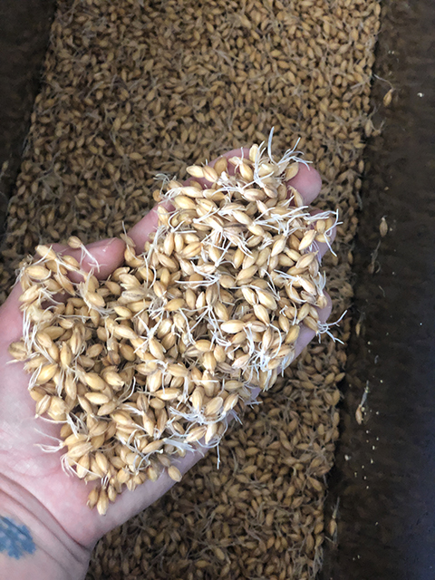 germinating barley at the milli malt scale