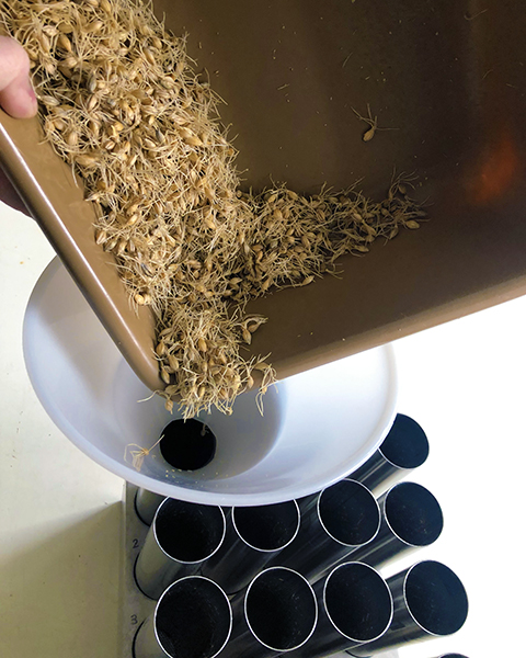 loading germinating barley from the micro scale into CLP kiln tubes