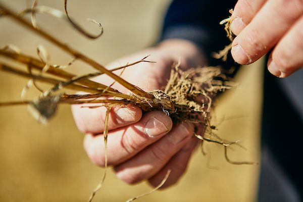 hand with wheat roots
