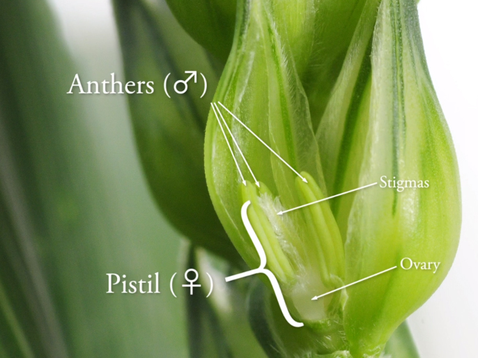 grain floral structure