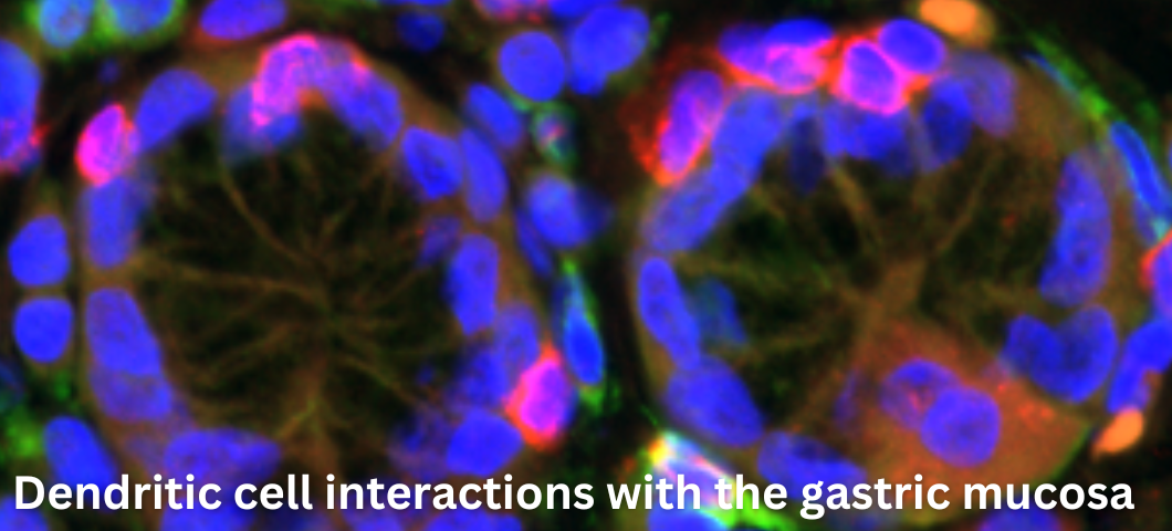 Dendritic cell interactions with the gastric mucosa