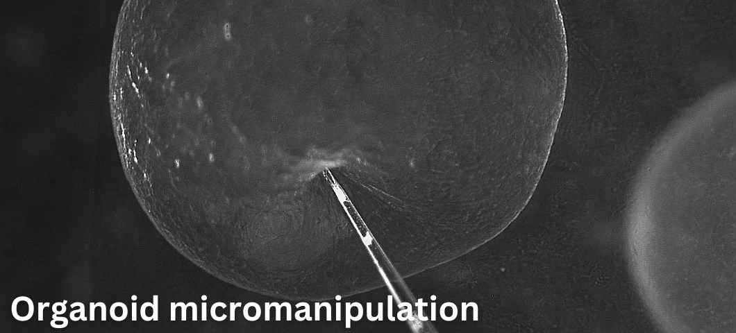 Organoid micromanipulation