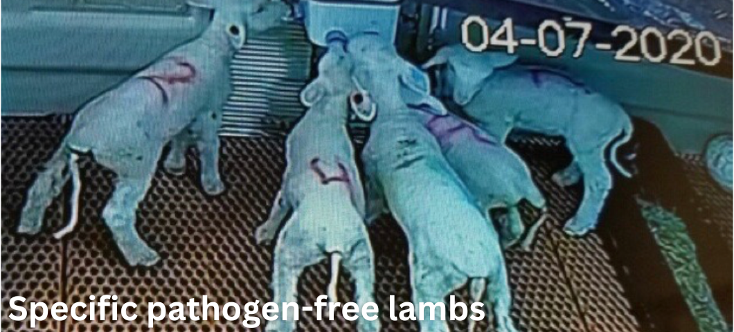 Specific pathogen-free lambs at the Johnson Family Livestock Facility