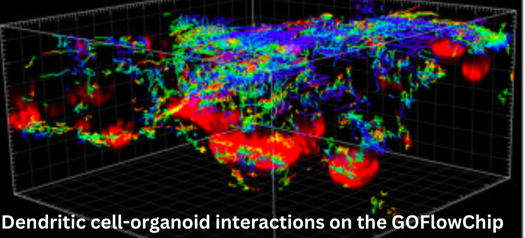 Dendritic cell-organoid interactions on the GOFlowChip