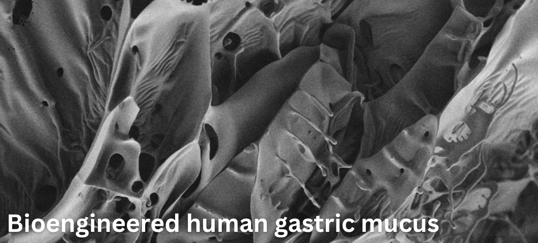 Bioengineered human gastric mucus