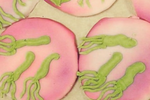 H. pylori cookies