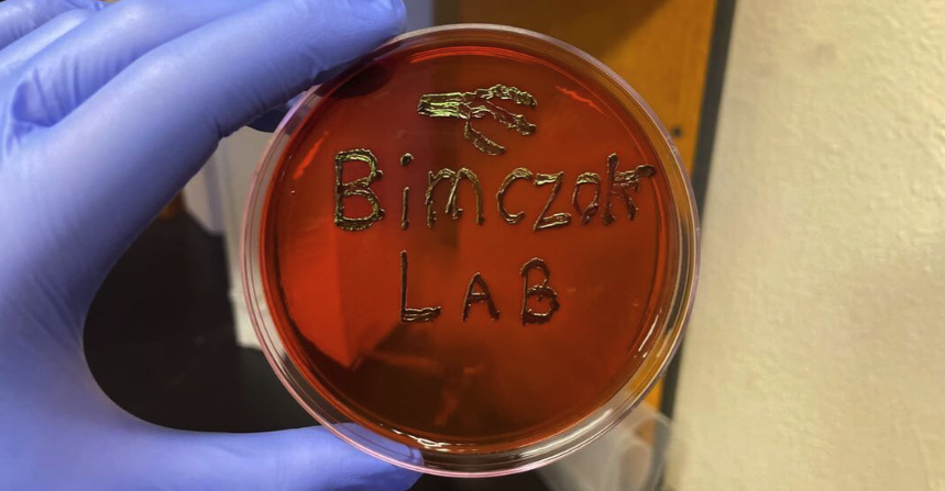 Bimczok Lab written on an agar plate