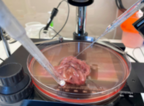 Gastric pH measurement Gastric tissue explant on the stage of a stereomicroscope set up for pH profiling