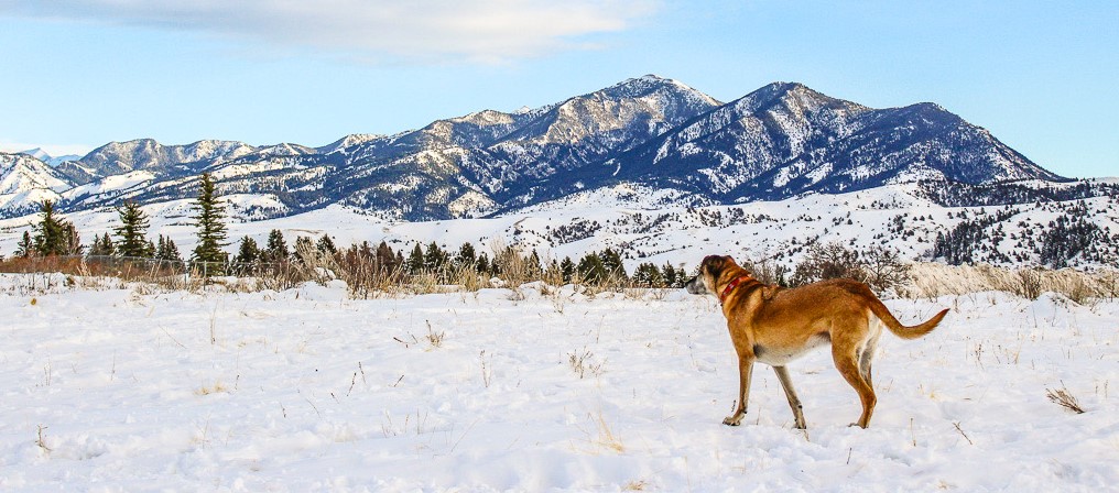 Bridger mountains