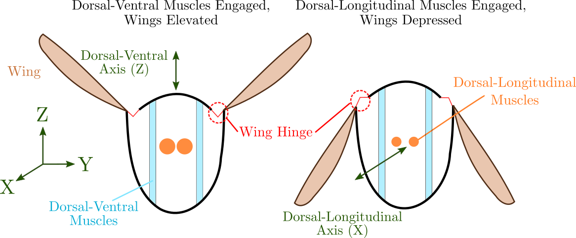 Thorax schematic