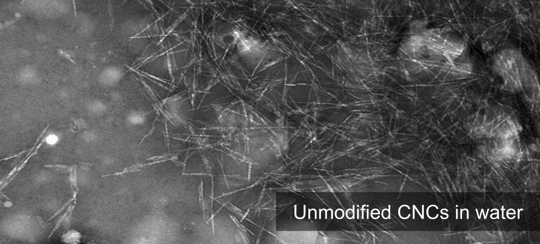 Unmodified CNCs in water