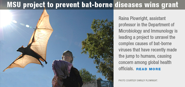 MSU project to prevent bat-borne diseases wins grant