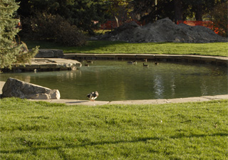  Duck Pond