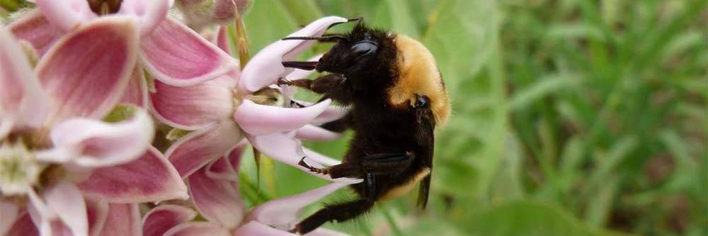 Bumble bee on milkweed flower
