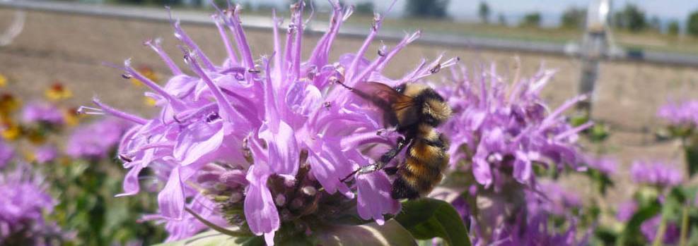 Bumble bee on beebalm flower