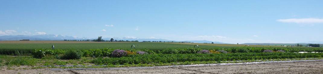 Flower strip at farm