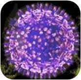 Dengue Virion