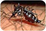Mosquito