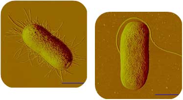 Salmonella