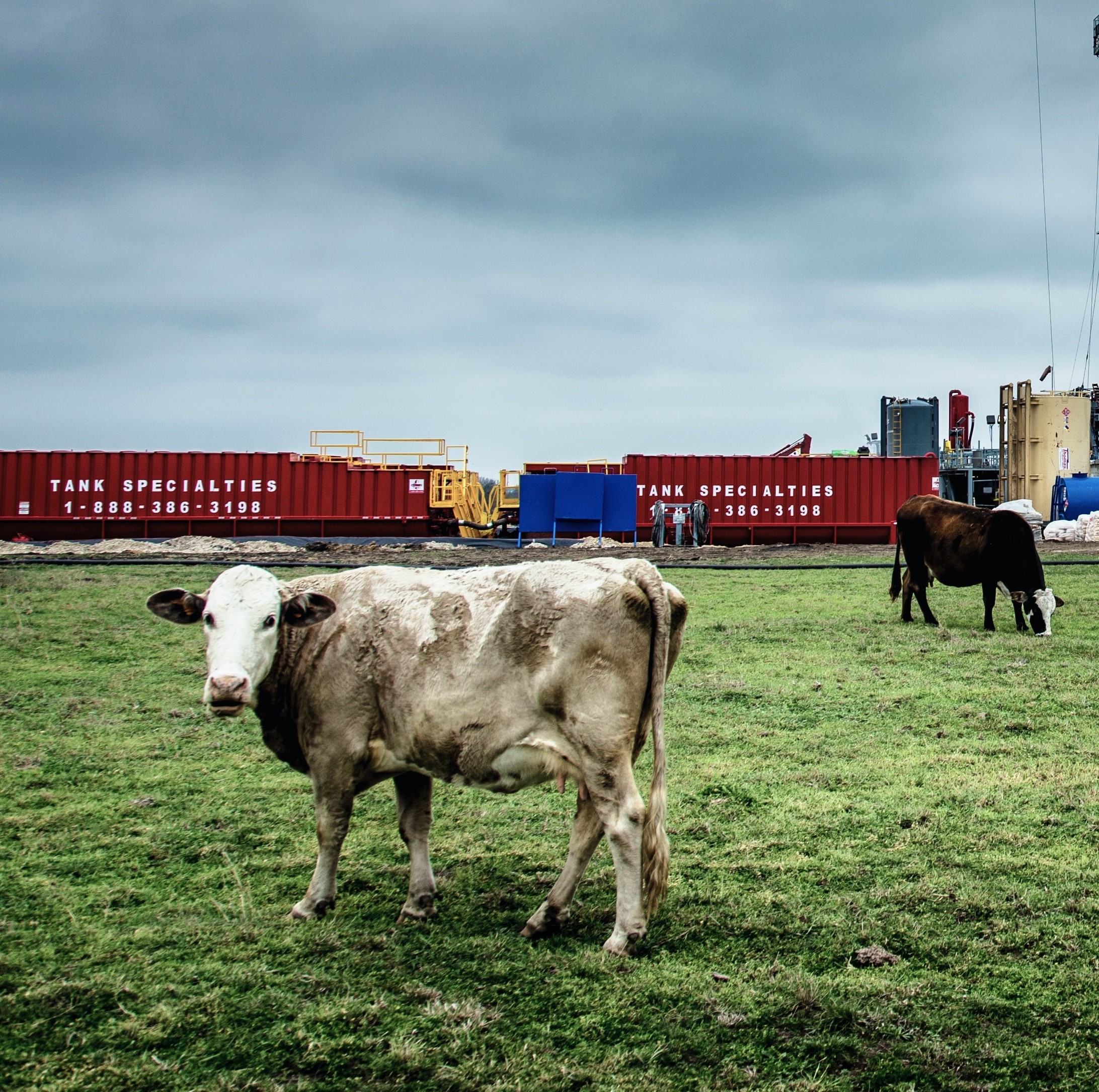 cow