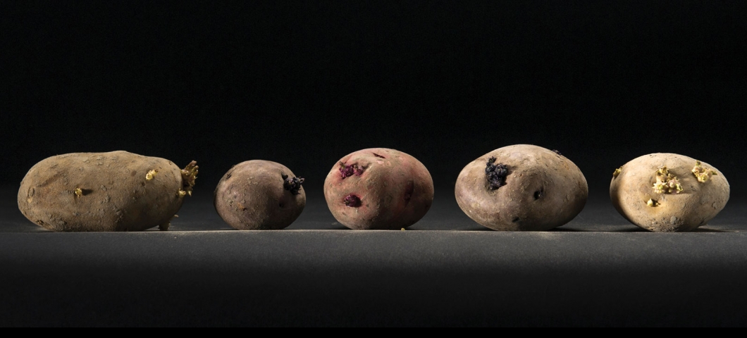 This spud’s for you