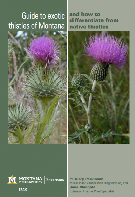 Thistles