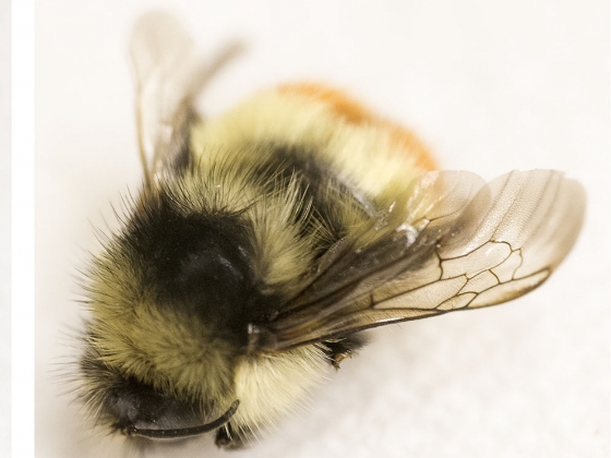 Washed and unwashed bees for comparison