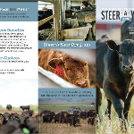 A brochure that goes into detail about the Steer-A-Year Program at MSU, how it helps students in gaining experience in steer management, and ways to donate to the program.