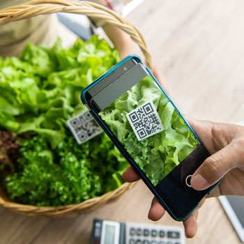 Student Database Associate scanning lettuce