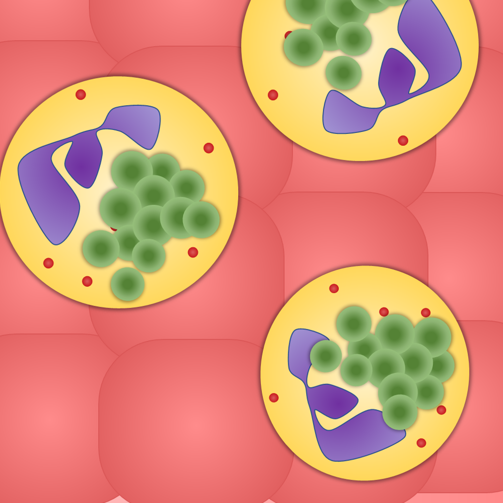 Cartoon image of neutrophils