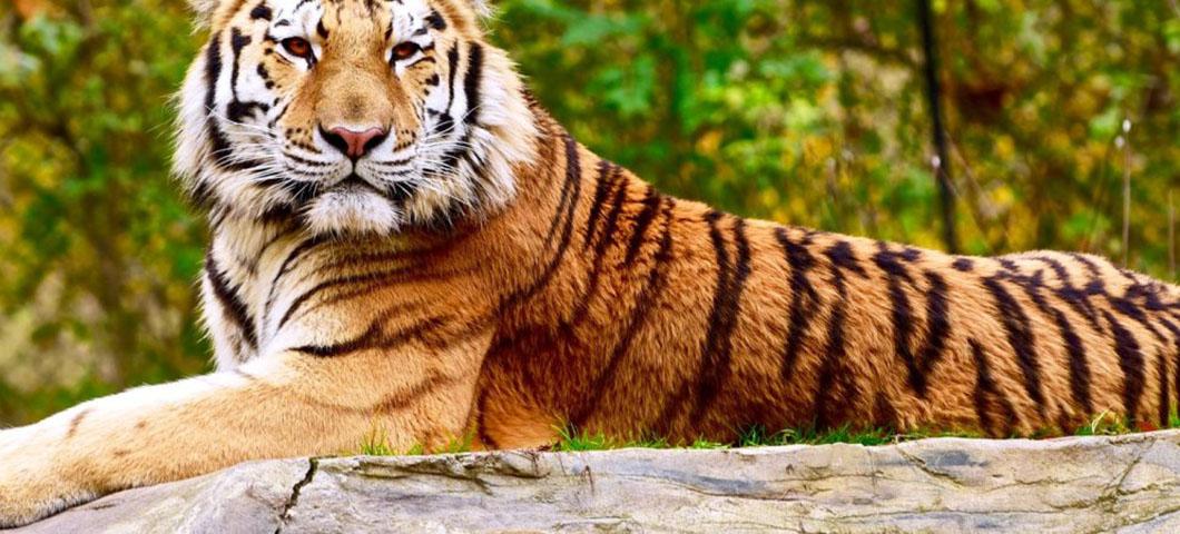 From tigers to kittens