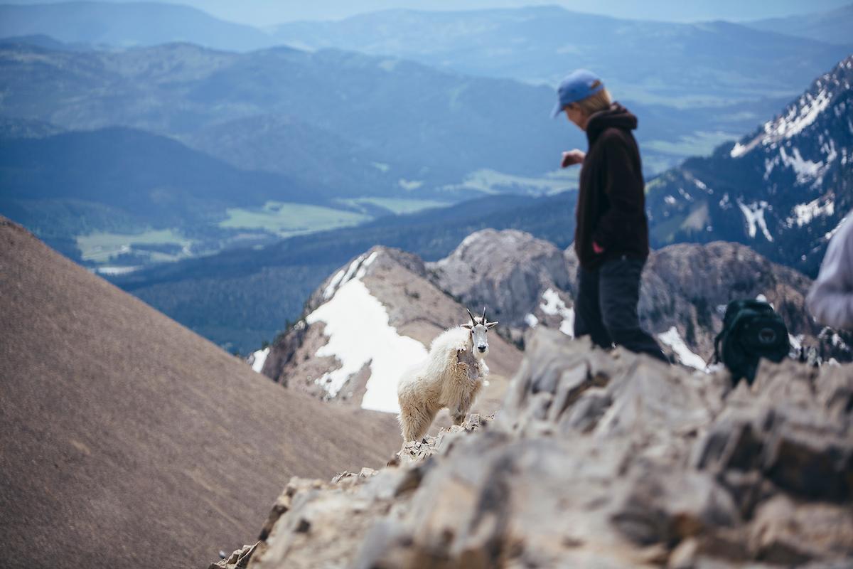 Students in the Masters of Science in Science Education at Montana State University, take the classroom outdoors for an earth science course, Northern Rocky Mountain Geology, with professor Dave Lageson, at Sacajawea Peak, near Bozeman, Montana, Friday, June 23, 2017.
MSU Photo by Adrian Sanchez-Gonzalez