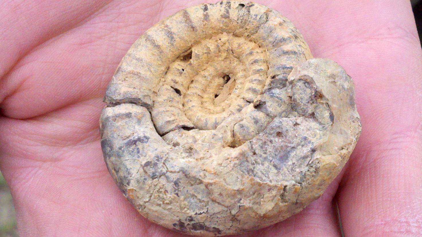 Ammonite Fossil - Dougherty Mt.