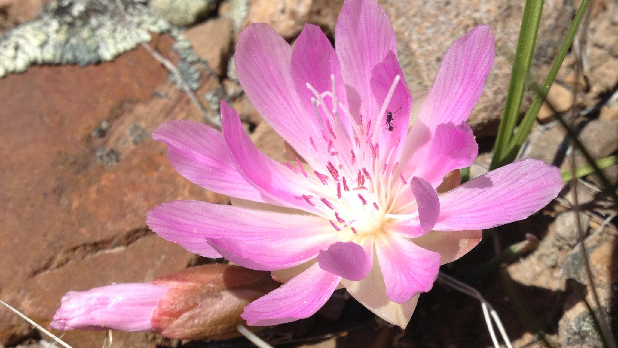 Bitterroot flower