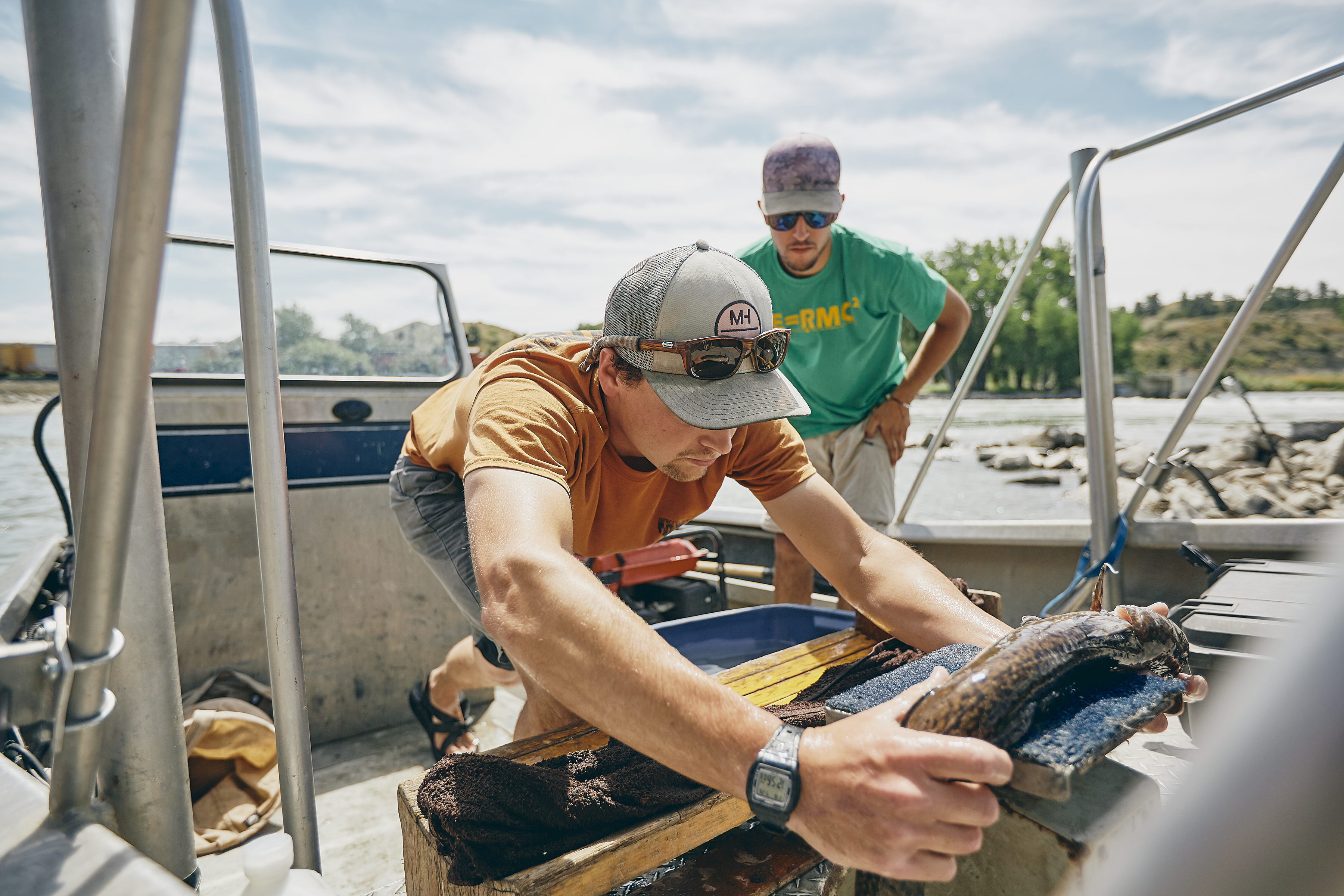 Ian weighs a burbot on the boat at the Huntley Fish Bypass on the Yellowstone River