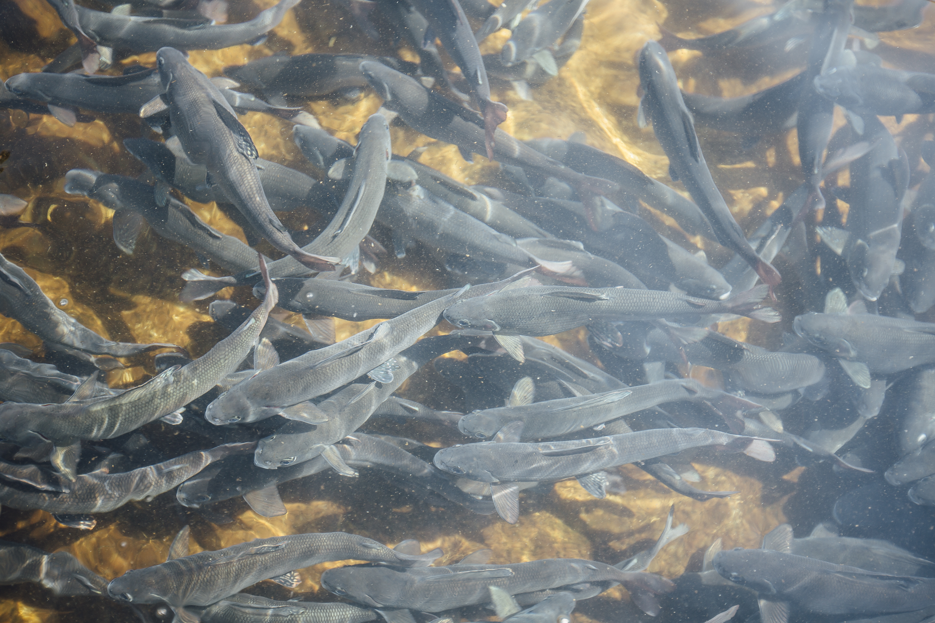 photo of arctic grayling at the bozeman fish technology center