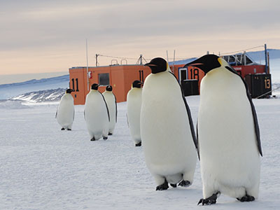 penguins in front of field trailer on ice