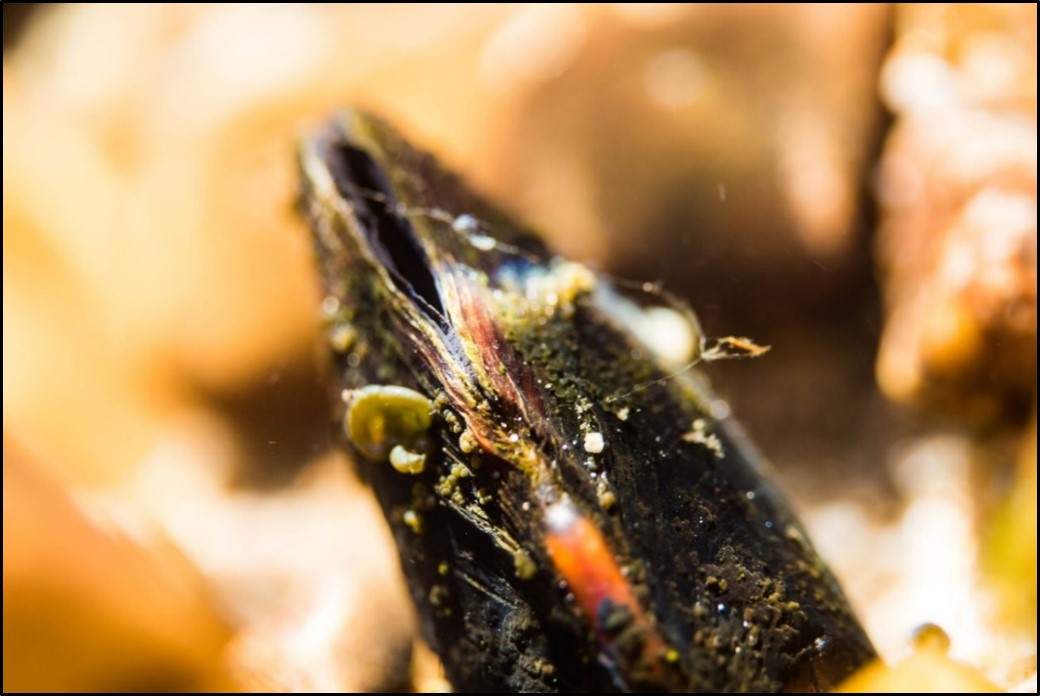 Western Pearlshell Mussel