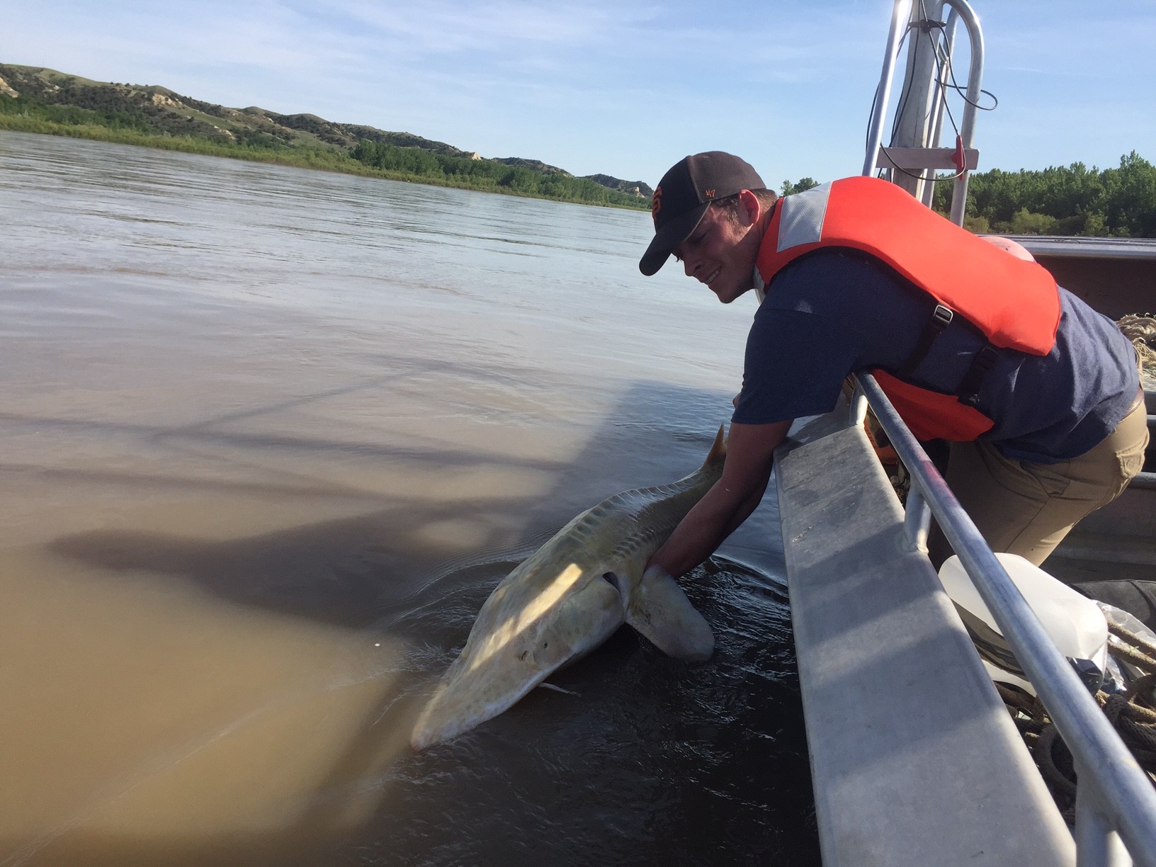 Tanner reaches over the side of a boat to hold a pallid sturgeon in muddy water