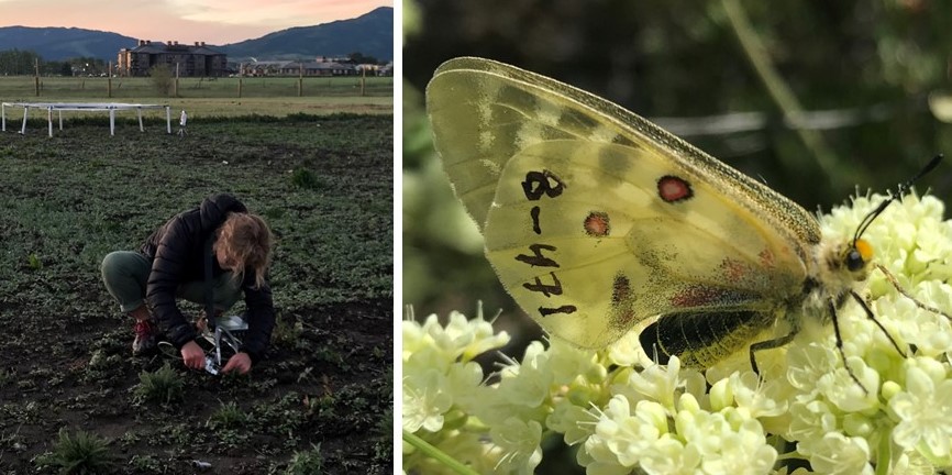 Field Tech and butterfly